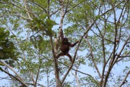 Jauna orangutana mātīte