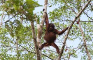 Borneo-Orangutanu dzimtene un šūpulis