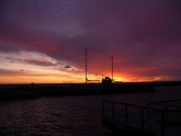 Purpura rīts Roņu salā