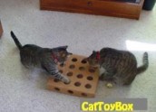 CatToyBox 2