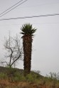 кактус ...или пальма
