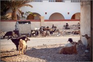 Welcome to Dahab!