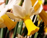 White-Yellow-Daffodill