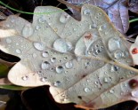 water-droplets-leaf