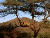 Watchfull_Eyes_Leopard_Kenya_Africa
