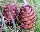 Two-Pine-Cones