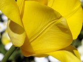 Tulip-Petals