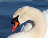 Swans-Head-white