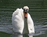 Swan-in-water