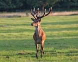 stag-large-antlers
