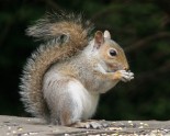 Squirrel-sitting-eating