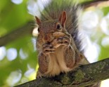Squirrel-holding-peanut