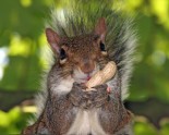 Squirrel-Eating-nut