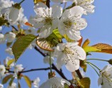 spring-tree-blossom
