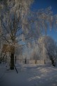 Winter wonderland - 6