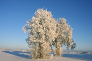 Brīnumainā 2010. gada ziema