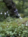 Gada augs – ziemeļu linneja (Linnaea borealis)