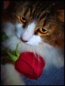Cats_and_Roses_by_BeckyMarie73