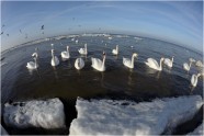 Jūra,cilvēki,putni un pavasara noskaņa uz 16mm fokusa