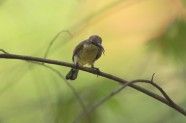 Zaļmuguras nektārputns mātīte_Olive-backed Sunbird female