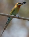 Zilastes bišķērājs_Blue-tailed bee-eater3