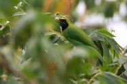 Zeltpieres Lapuputns_Gold-fronted Leafbird