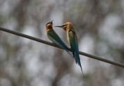 Zilastes bišķērājs pāris_Blue-tailed Bee-eater pair
