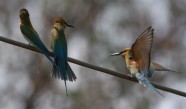 Zilastes bišķērājs pāris_Blue-tailed Bee-eater pair2