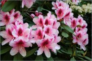 Rododendroni