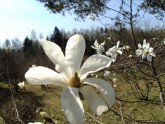 Lēdurgā zied magnolijas - 2