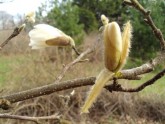 Lēdurgā zied magnolijas - 5