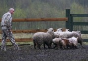 aitu ganīšana ar suņiem