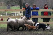 aitu ganīšana ar suņiem