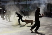 Protestējošais suns Grieķijā - 1