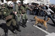 Protestējošais suns Grieķijā - 2