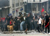 Protestējošais suns Grieķijā - 4