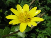 Siltā pavasara zieds - dzeltenais vizbulis (Anemone ranunculoides)