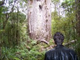 Kaori trees in New Zealand