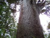 Kaori tree (not realy big)