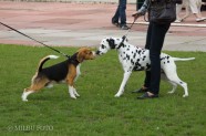 Starptautiskā suņu izstāde, Ozolnieki, 2010 - 10