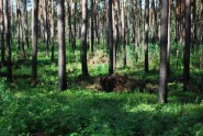Rīgas mikrorajona Mežciema mežs