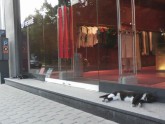 Kaķi sargā veikalu
