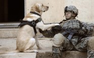 ASV armijas suņi Irākā - 1