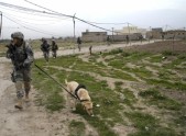 ASV armijas suņi Irākā - 2