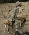 ASV armijas suņi Irākā - 3