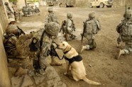 ASV armijas suņi Irākā - 4