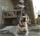 ASV armijas suņi Irākā - 6