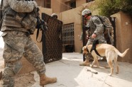 ASV armijas suņi Irākā - 10