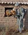 ASV armijas suņi Irākā - 13