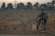 ASV armijas suņi Irākā - 14